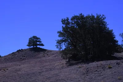 DSC_2218 (Large).JPG